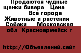 Продаются чудные щенки бивера › Цена ­ 25 000 - Все города Животные и растения » Собаки   . Московская обл.,Красноармейск г.